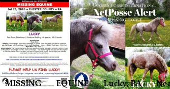 MISSING EQUINE Lucky, PA Near Phoenixville , PA, 19460